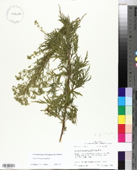 Eupatorium x pinnatifidum image