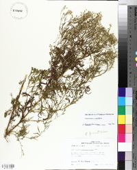 Eupatorium x pinnatifidum image