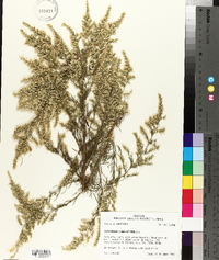 Eupatorium x pinnatifidum image