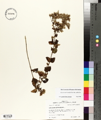 Eupatorium rotundifolium var. scabridum image