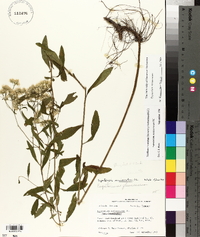 Eupatorium semiserratum image