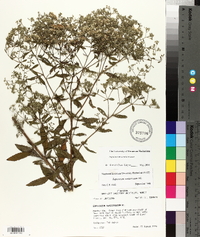 Eupatorium semiserratum image