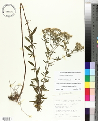 Eupatorium semiserratum image