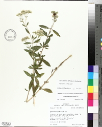 Eupatorium semiserratum image