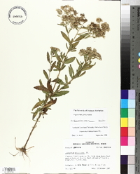 Eupatorium semiserratum image