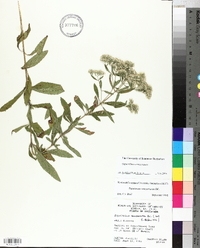 Eupatorium semiserratum image