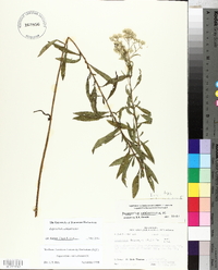 Eupatorium semiserratum image