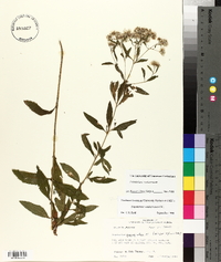 Eupatorium semiserratum image