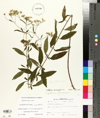 Eupatorium semiserratum image