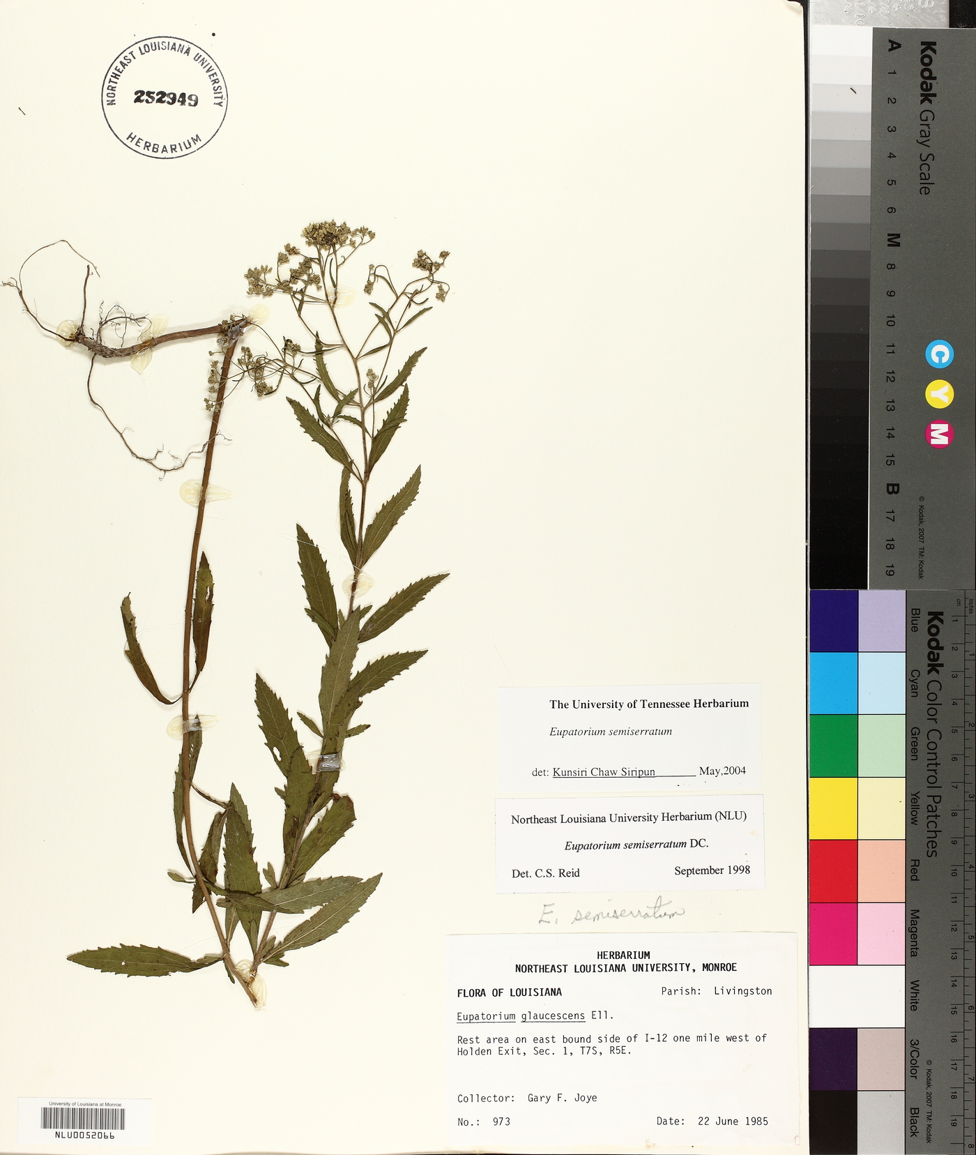 Eupatorium semiserratum image
