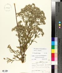 Eupatorium semiserratum image