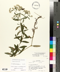 Eupatorium semiserratum image