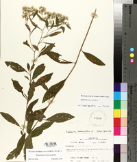 Eupatorium semiserratum image