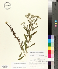 Eupatorium semiserratum image