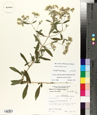 Eupatorium semiserratum image