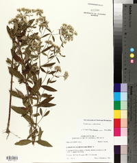 Eupatorium semiserratum image