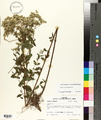 Eupatorium semiserratum image