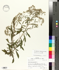 Eupatorium semiserratum image