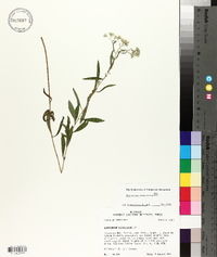 Eupatorium semiserratum image