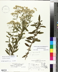 Eupatorium semiserratum image