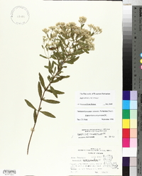 Eupatorium semiserratum image