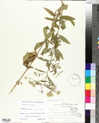 Eupatorium semiserratum image