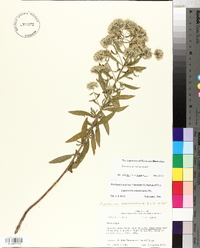 Eupatorium semiserratum image