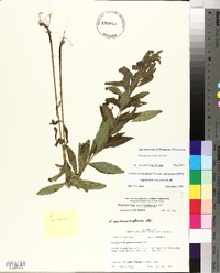 Eupatorium semiserratum image