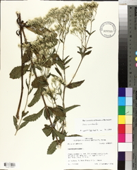 Eupatorium album image