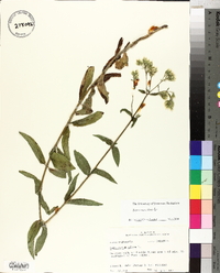 Eupatorium album image