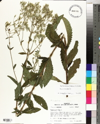 Eupatorium album image