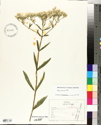 Eupatorium album image