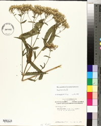 Eupatorium album image