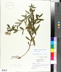 Eupatorium album image