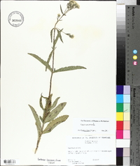 Eupatorium album image