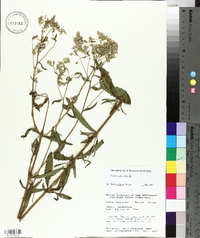 Eupatorium album image