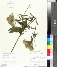 Eupatorium album image