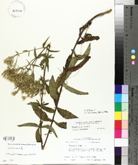 Eupatorium album image