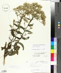 Eupatorium album image