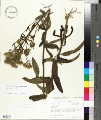 Eupatorium album image