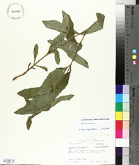 Eupatorium album image