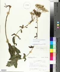 Eupatorium album image