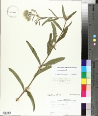 Eupatorium album image