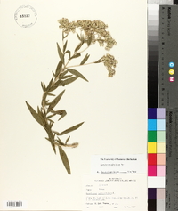 Eupatorium altissimum image