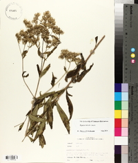 Eupatorium altissimum image