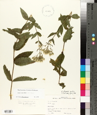 Eupatorium album image