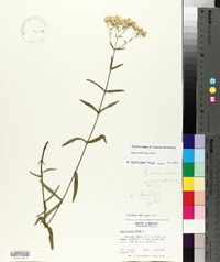 Eupatorium leucolepis image