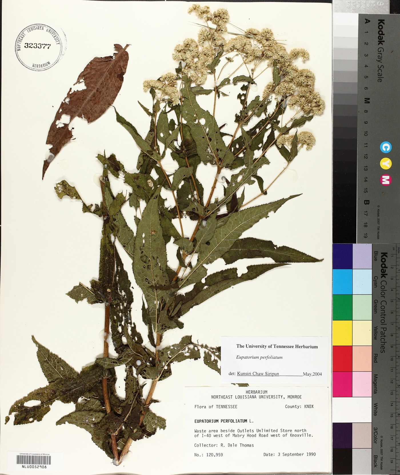 Eupatorium perfoliatum var. colpophilum image