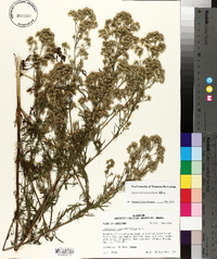 Eupatorium x pinnatifidum image