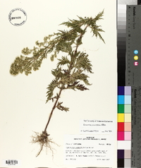 Eupatorium x pinnatifidum image